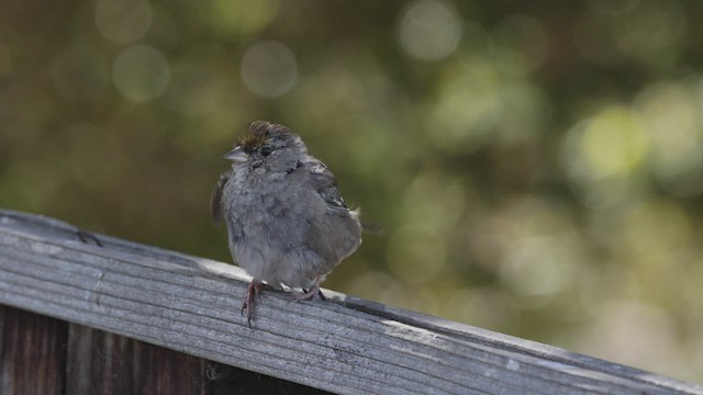 Golden-crowned Sparrow - ML444228721