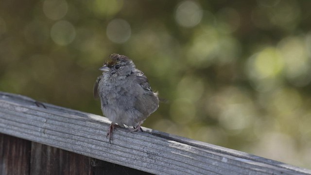 Golden-crowned Sparrow - ML444228821