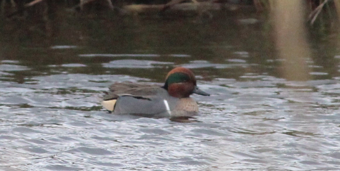 Green-winged Teal - ML44422981