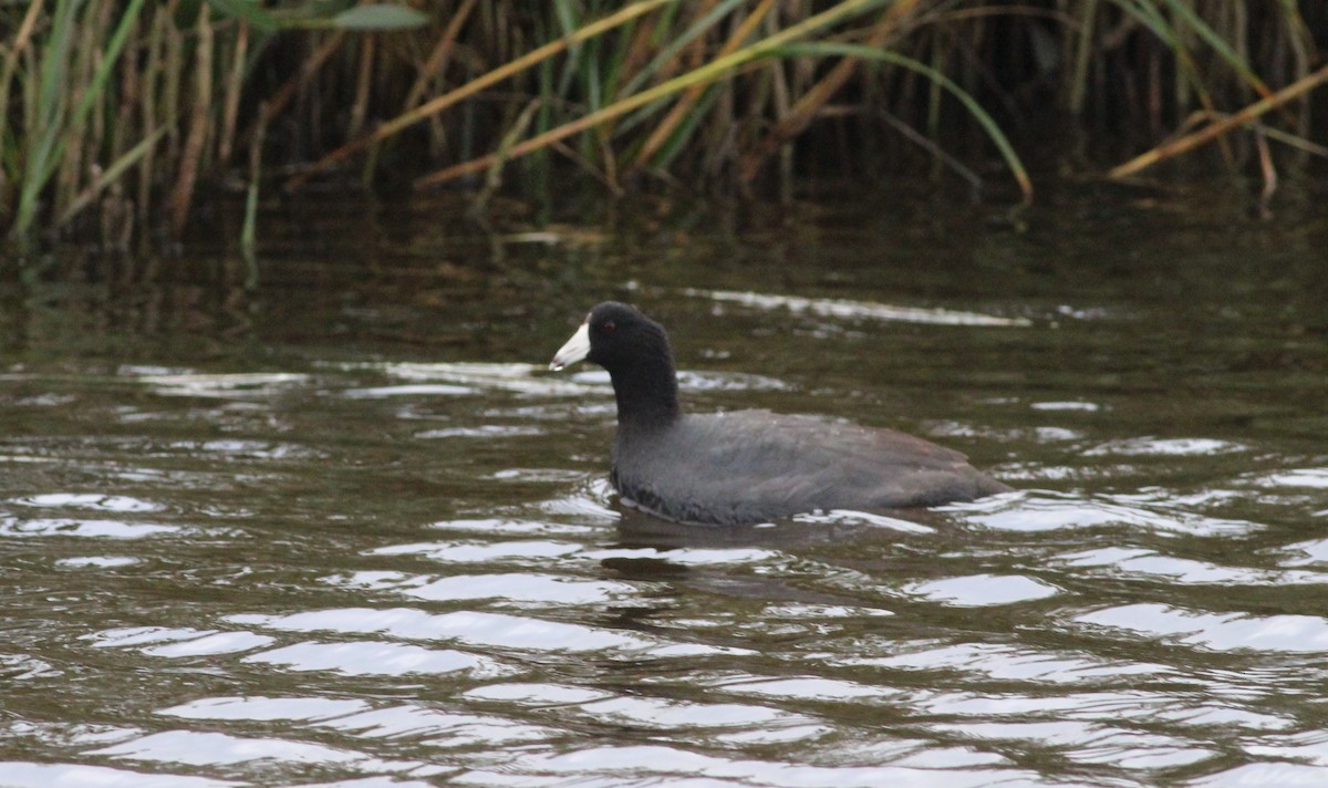 American Coot - Mitch Foret