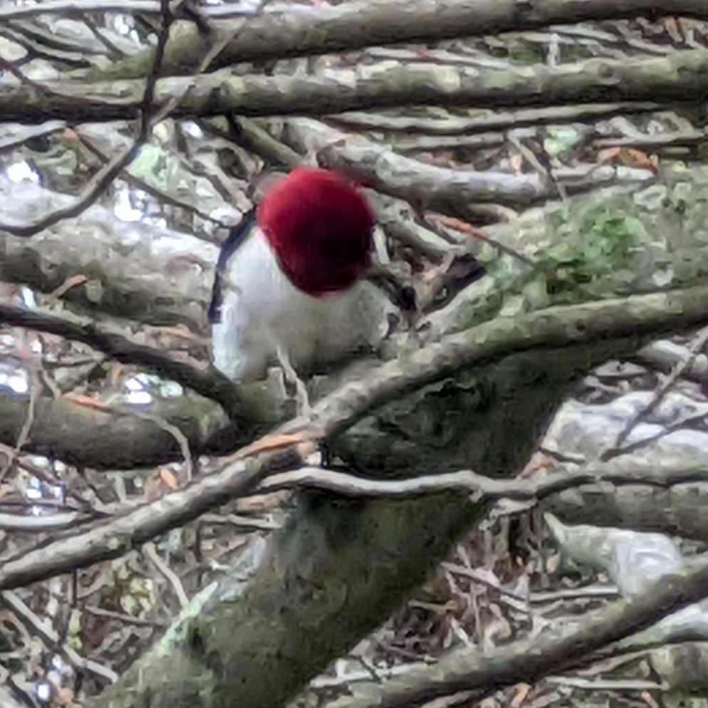 Red-headed Woodpecker - ML444236211