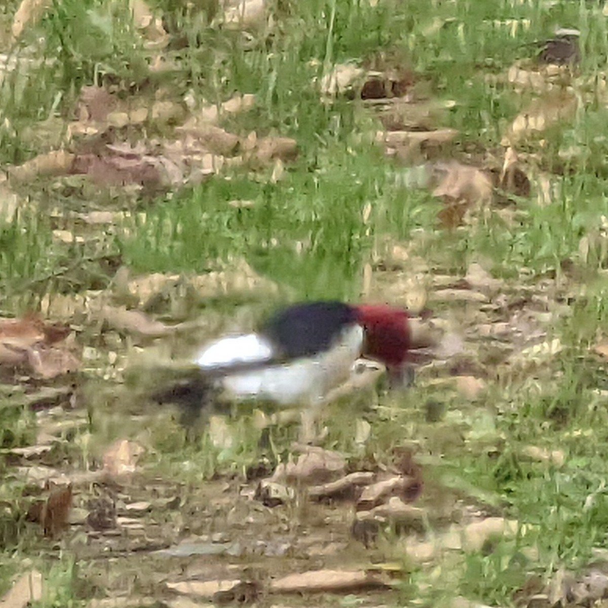 Red-headed Woodpecker - ML444236241