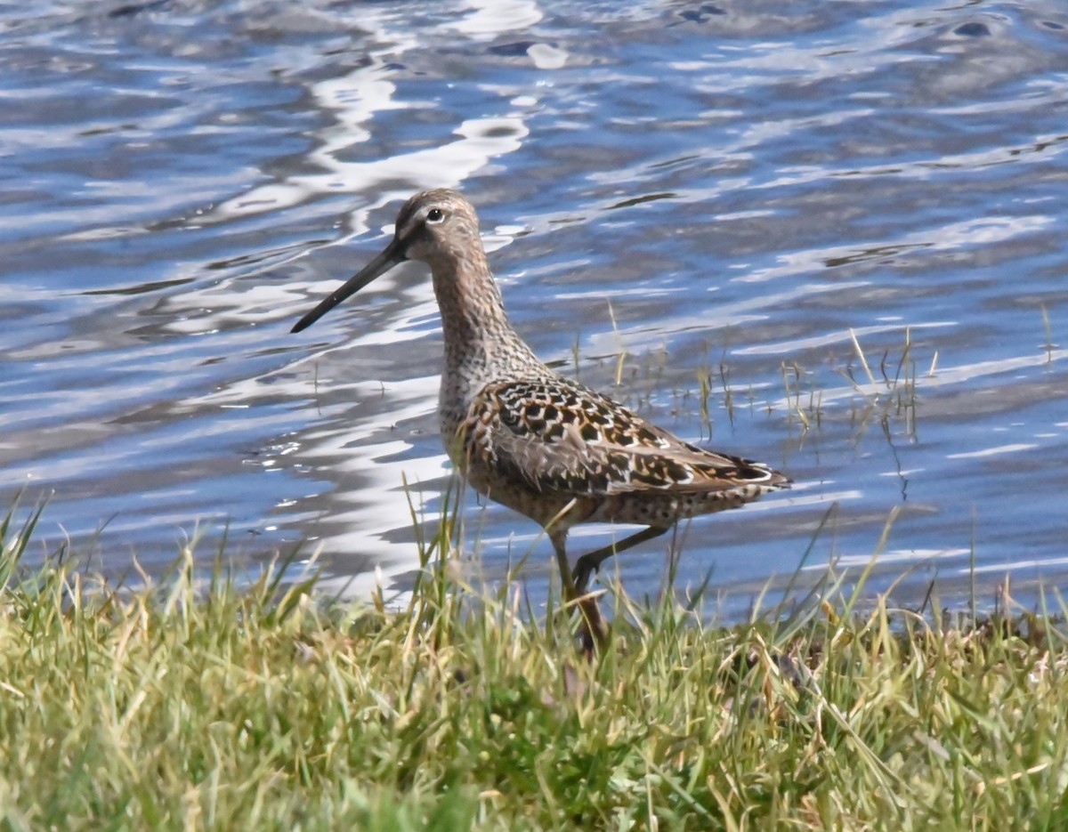 Long-billed Dowitcher - ML444236441