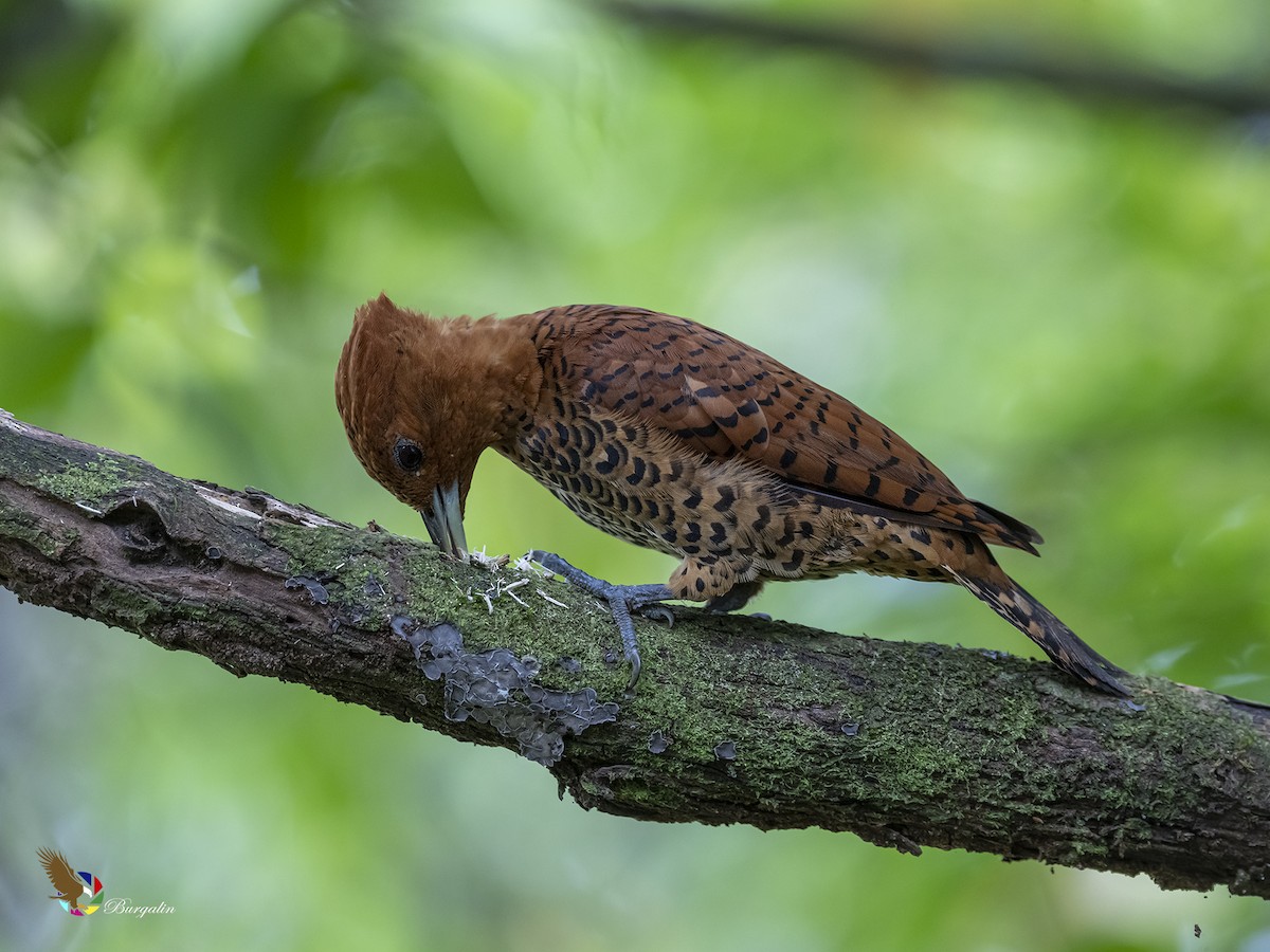 Cinnamon Woodpecker - fernando Burgalin Sequeria