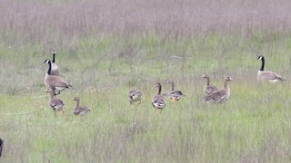 Greater White-fronted Goose, ML444241431