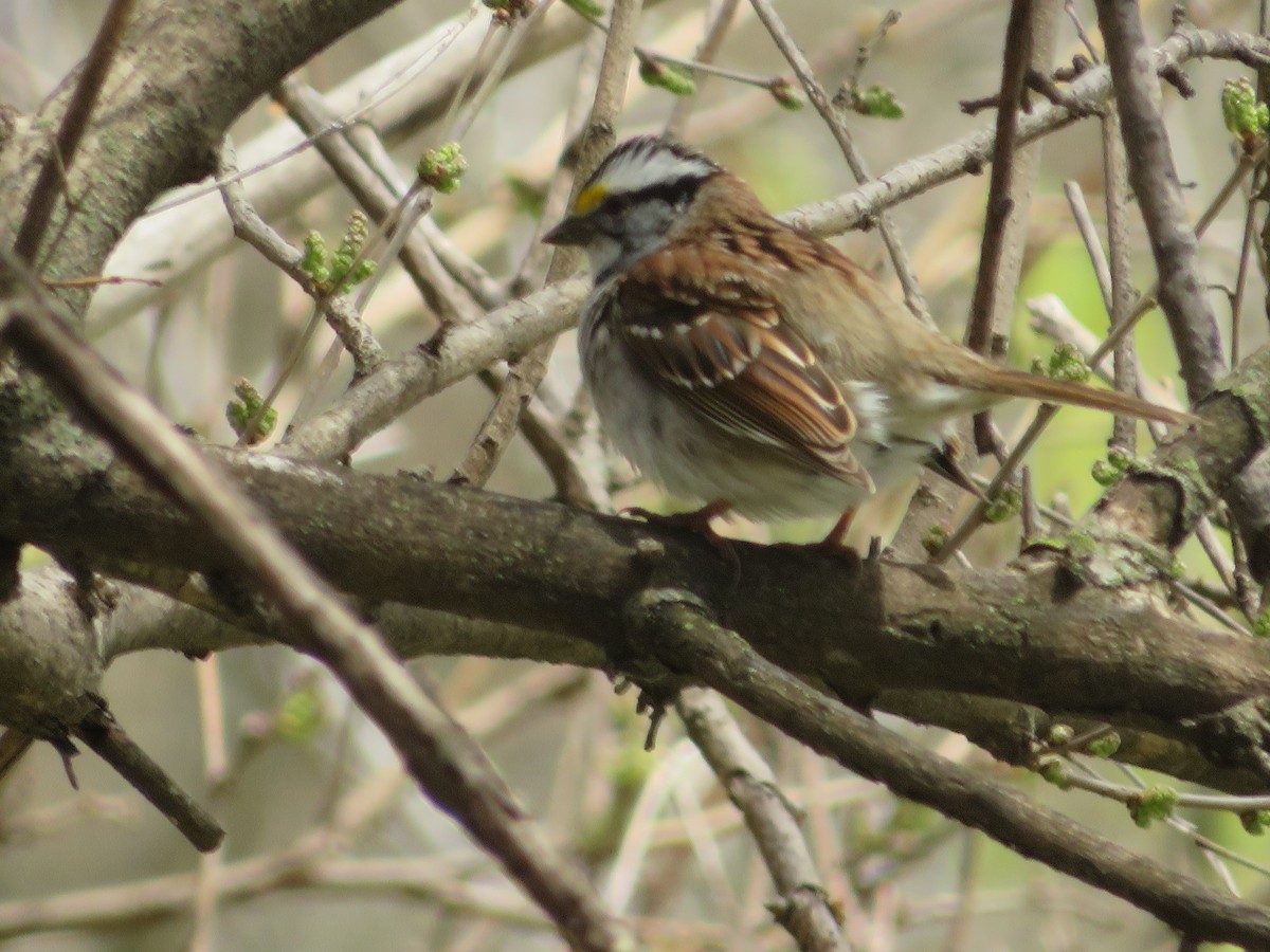 White-throated Sparrow - Nick Paarlberg