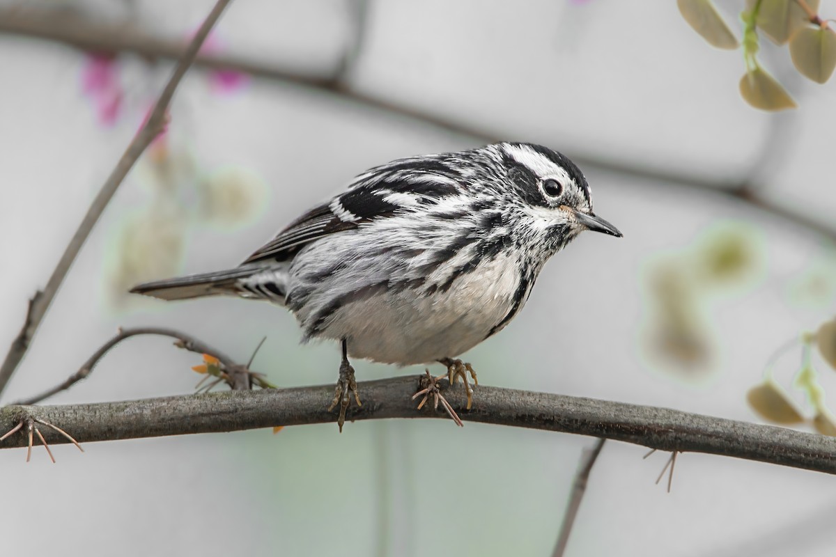 Black-and-white Warbler - Cole Hoffman