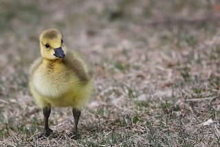 Canada Goose, ML444247791