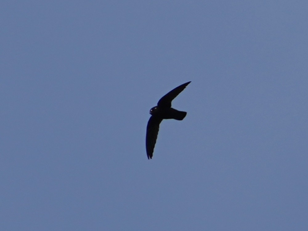 Spot-fronted Swift - ML444248361