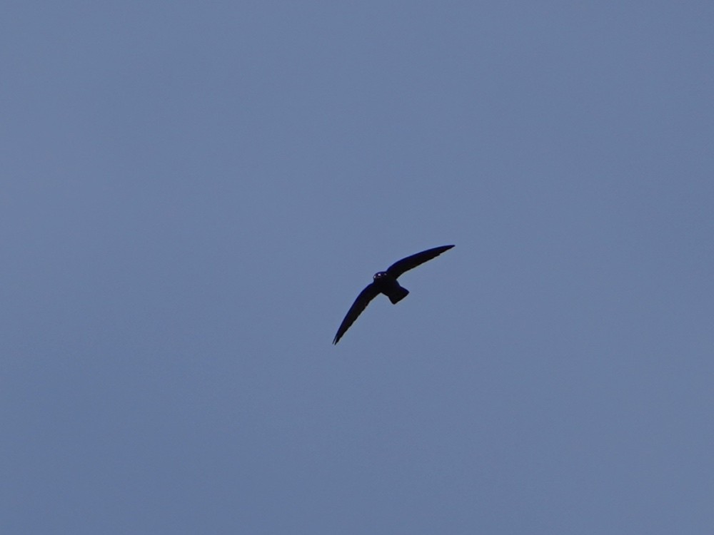 Spot-fronted Swift - ML444248381