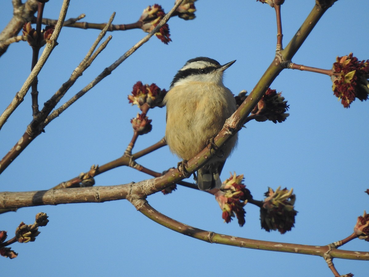 Red-breasted Nuthatch - ML444249141