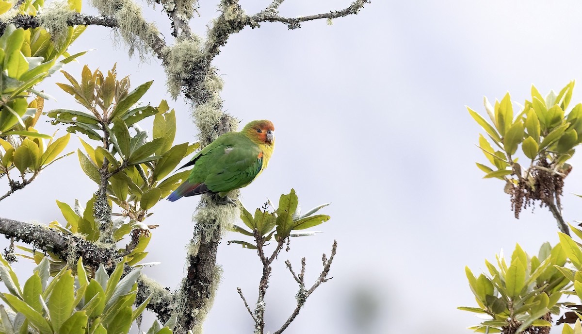 Rusty-faced Parrot - ML444258451