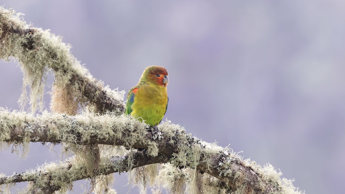 Rusty-faced Parrot - ML444258571