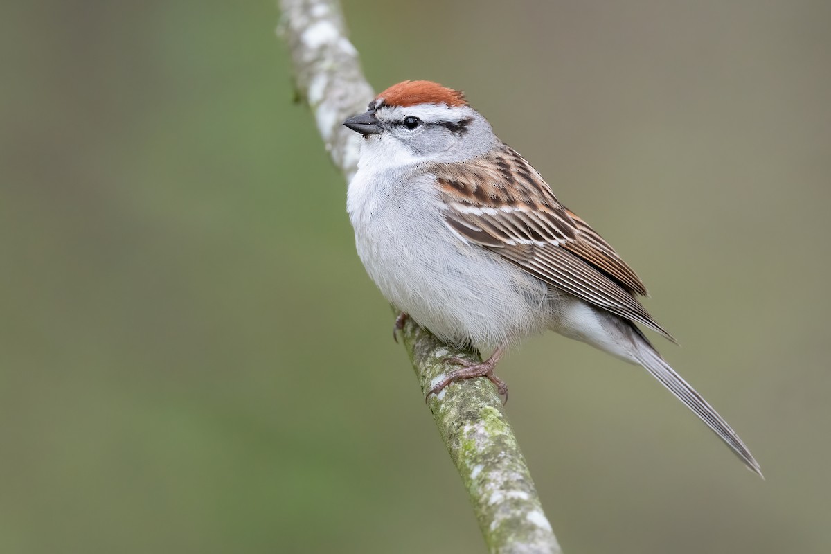 Chipping Sparrow - ML444262671