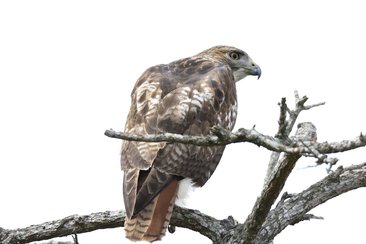 Red-tailed Hawk - Andrew Lyall