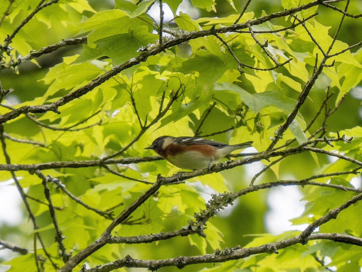 Bay-breasted Warbler - ML444271971