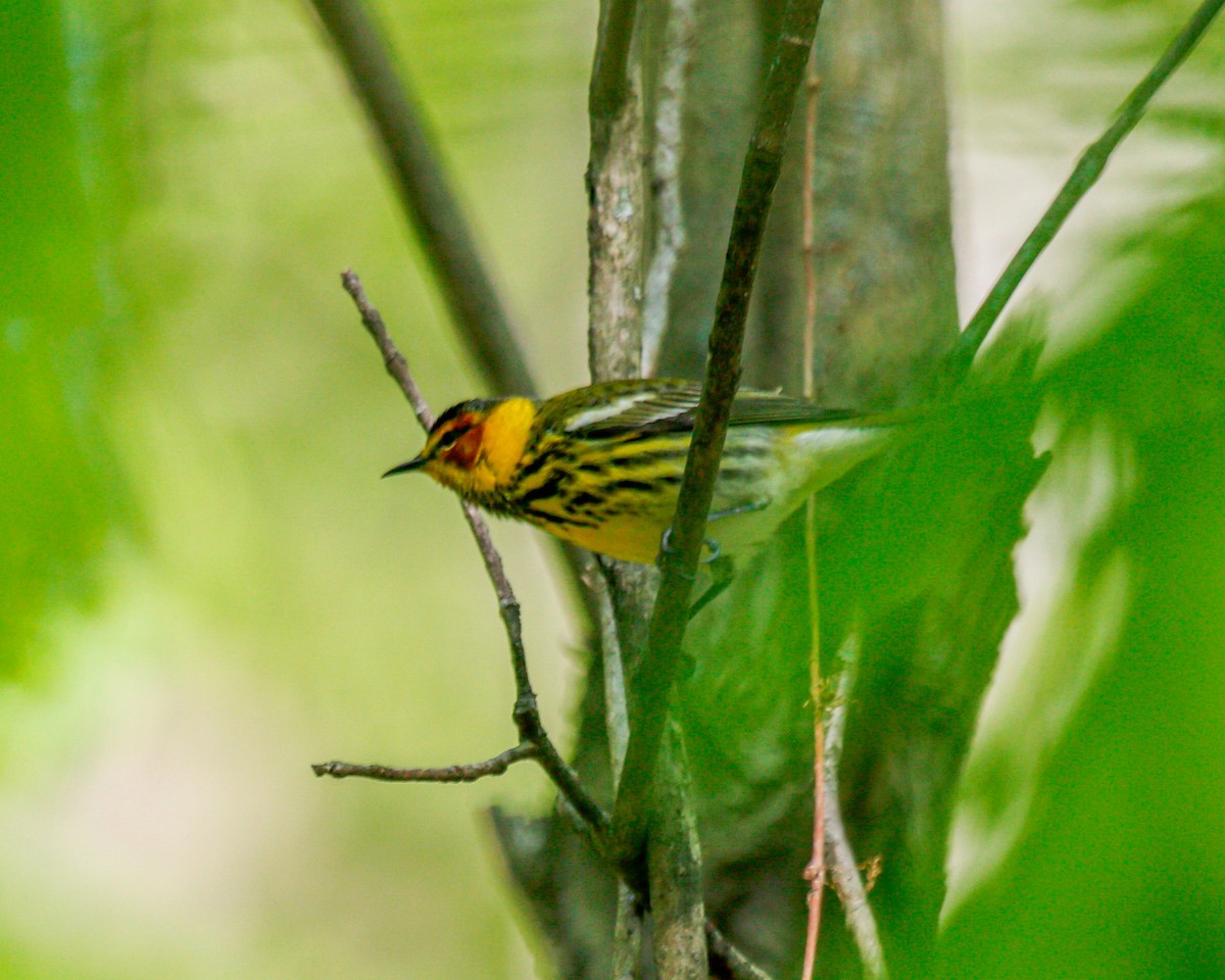 Cape May Warbler - ML444273831