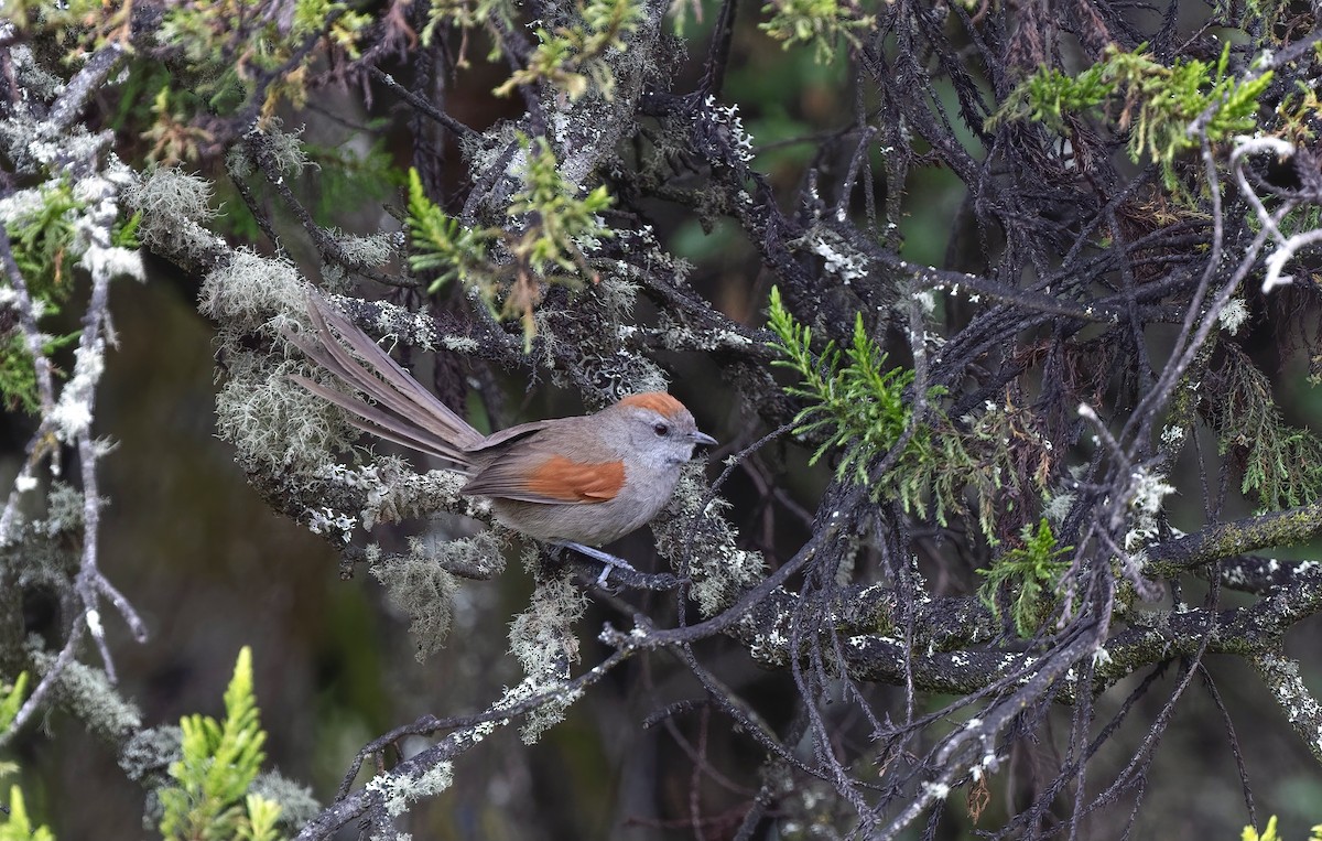 Silvery-throated Spinetail - ML444279051