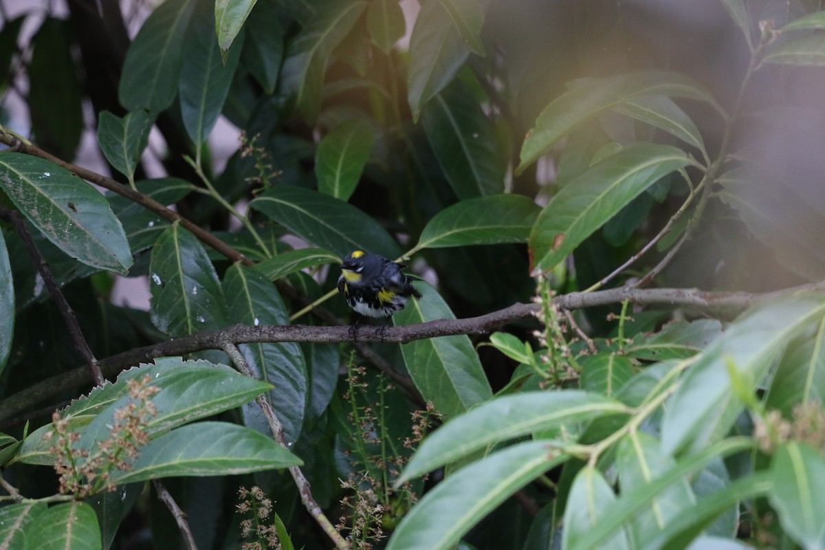 Yellow-rumped Warbler (Audubon's) - ML444286101