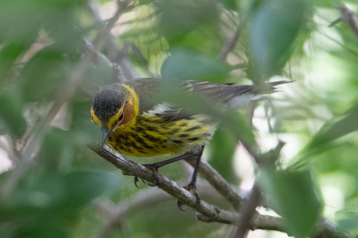 Cape May Warbler - ML444286761