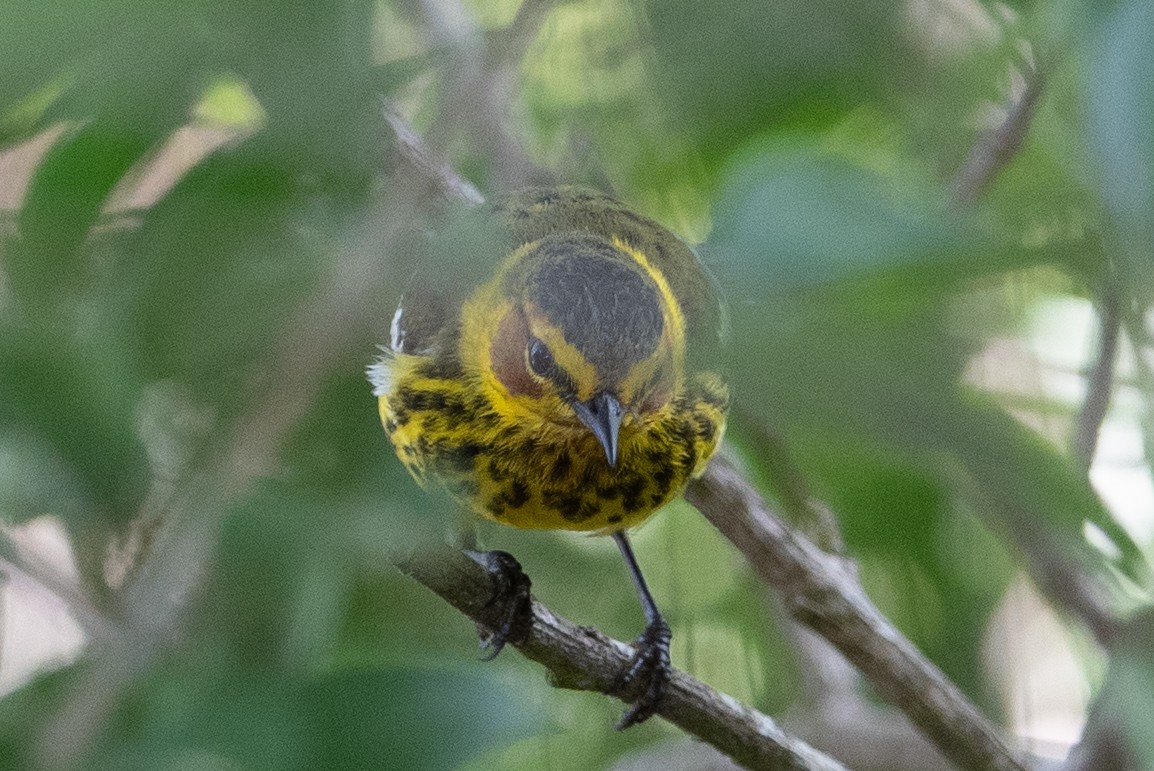 Cape May Warbler - ML444286951