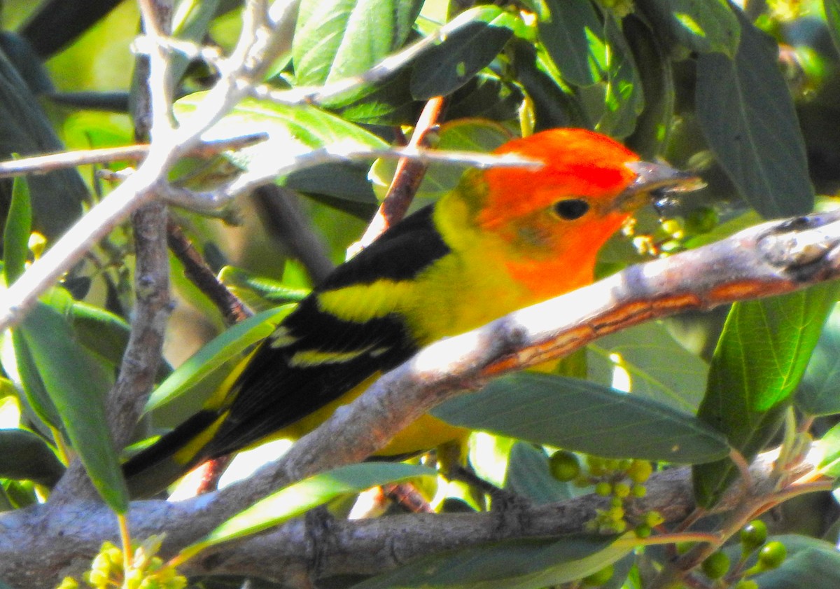 Western Tanager - ML444287351