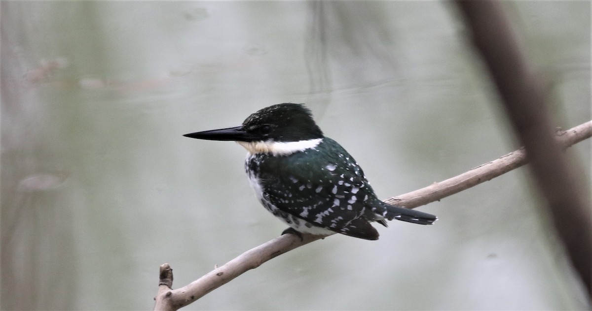 Green Kingfisher - Gary Binderim
