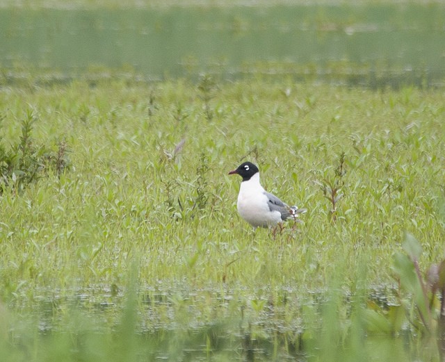 eBird Checklist 29 May 2013 Bolton Flats WMABolton 25 species