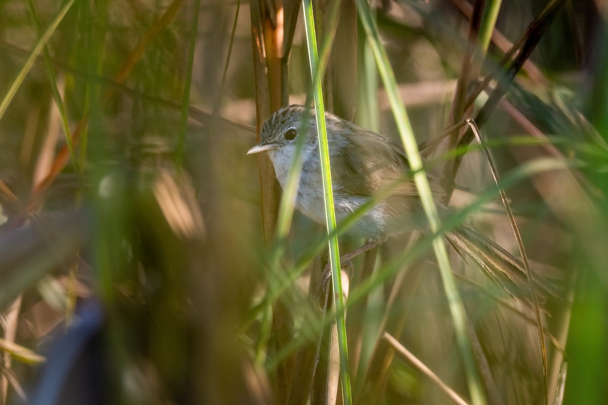 Swamp Grass Babbler - ML444289271