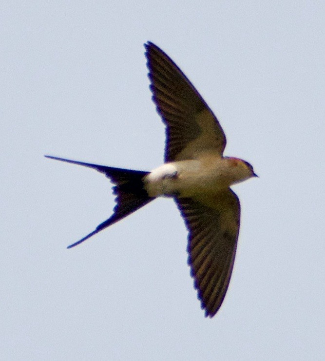 Red-rumped Swallow (Red-rumped) - Asher Perla