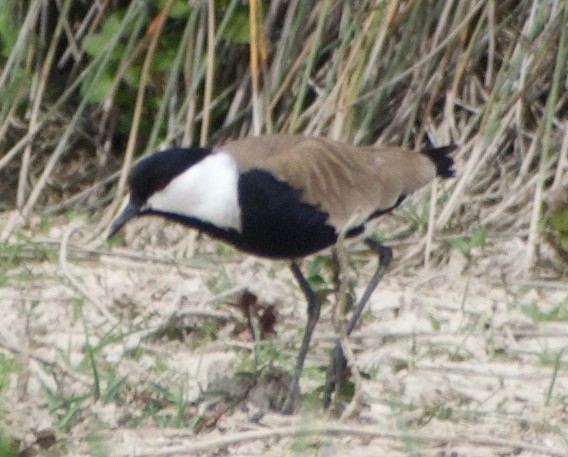 Spur-winged Lapwing - ML444293471