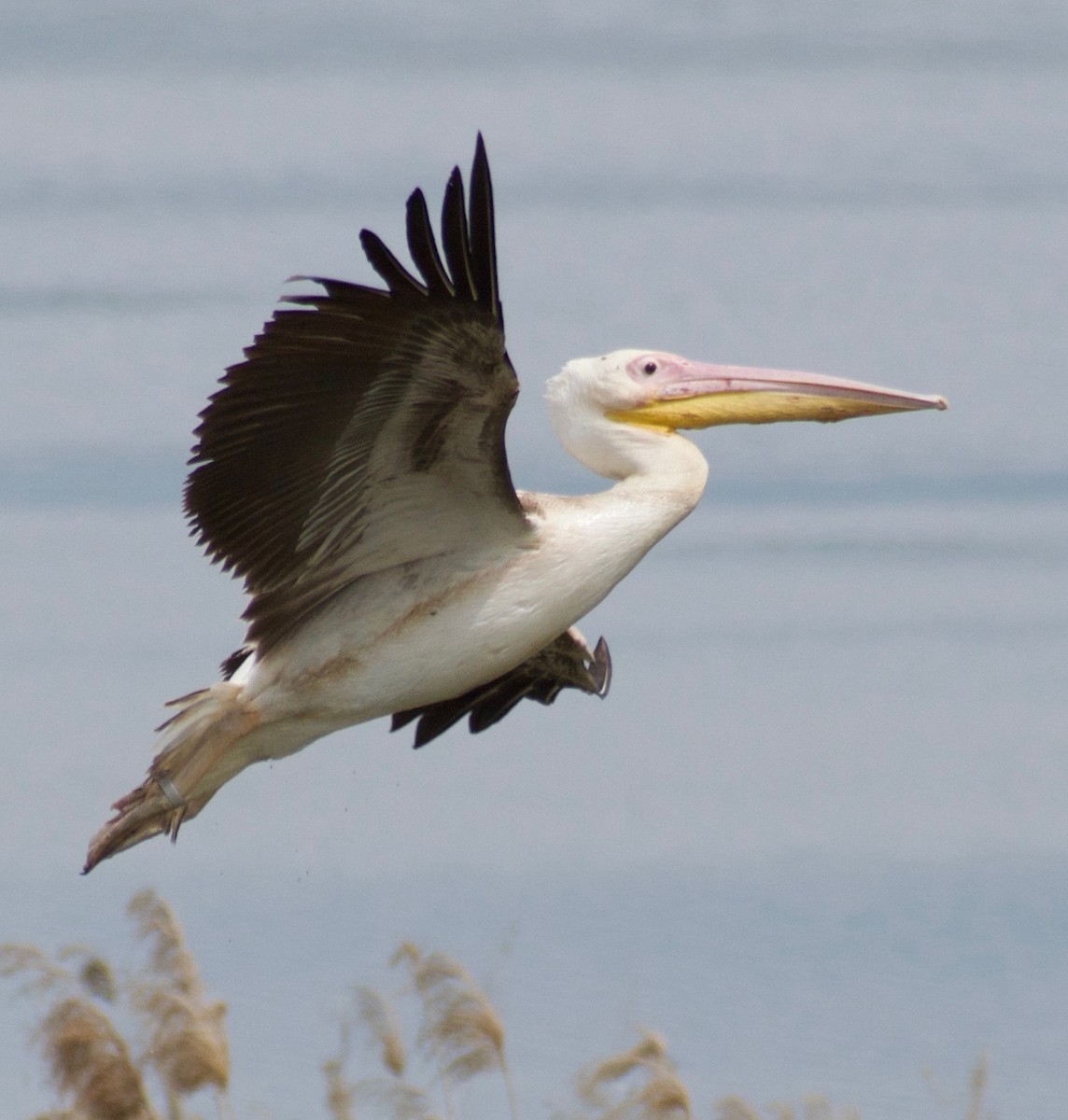 Great White Pelican - Asher Perla