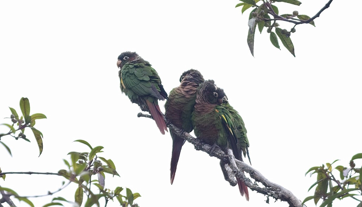 Brown-breasted Parakeet - ML444293601