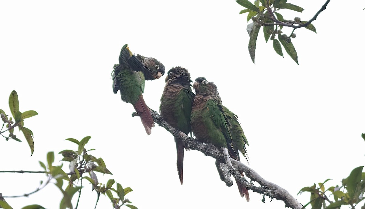 Brown-breasted Parakeet - ML444293611