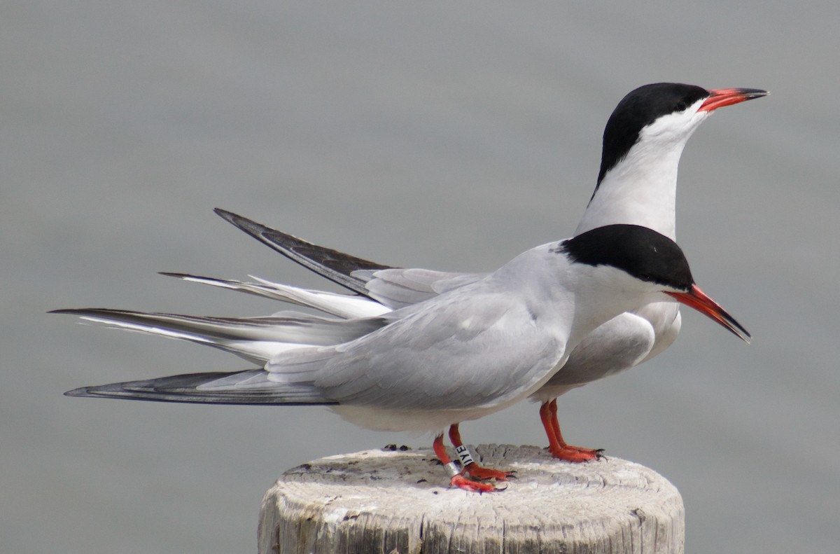 Common Tern - ML444294081