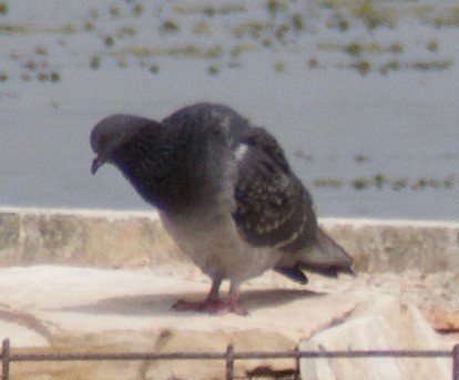 Rock Pigeon (Feral Pigeon) - ML444294231