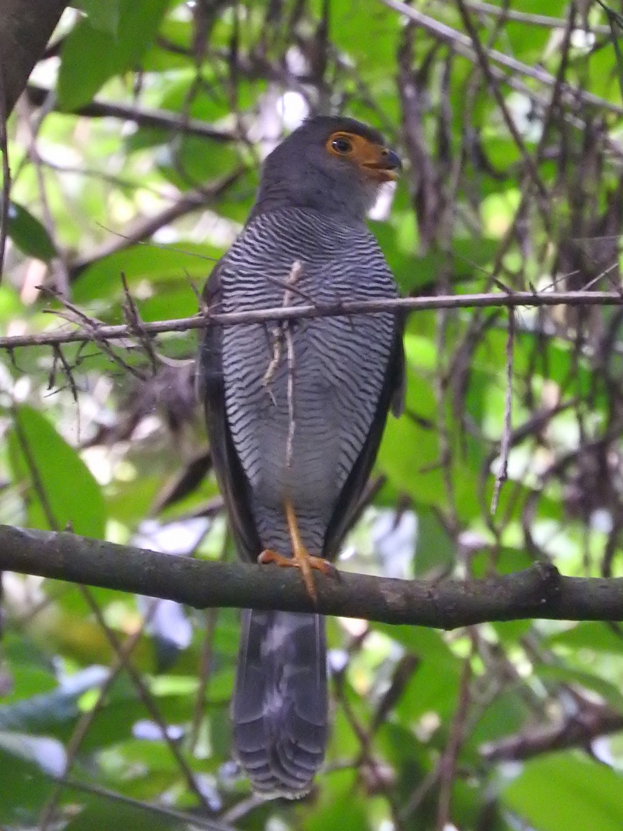 Barred Forest-Falcon - Diane Thomas