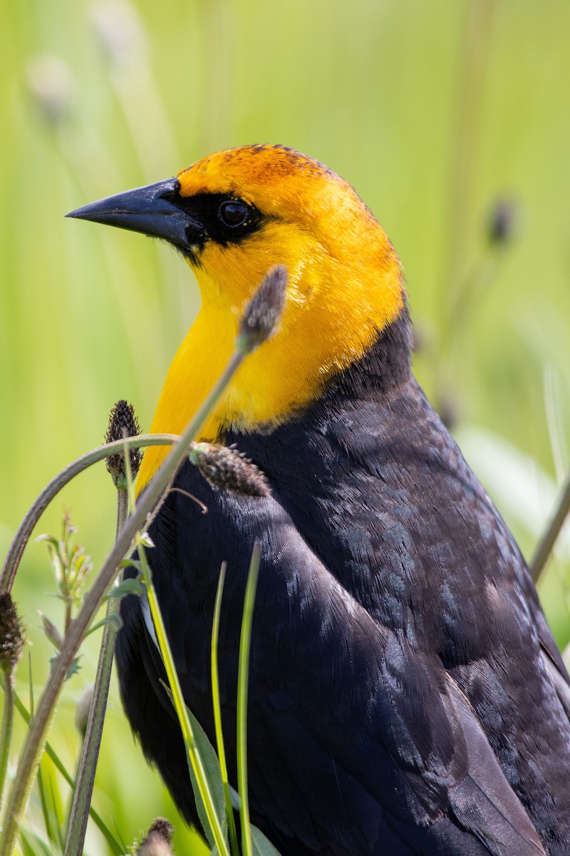 Yellow-headed Blackbird - ML444301351