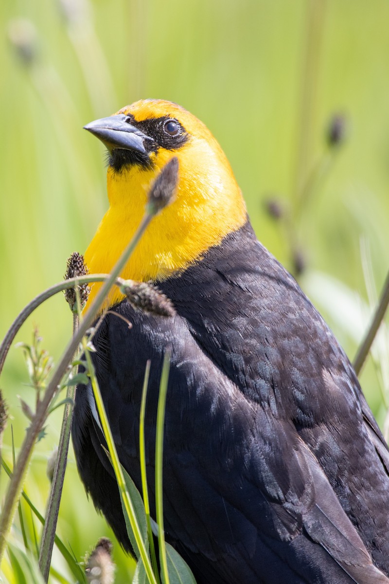 Yellow-headed Blackbird - ML444301361