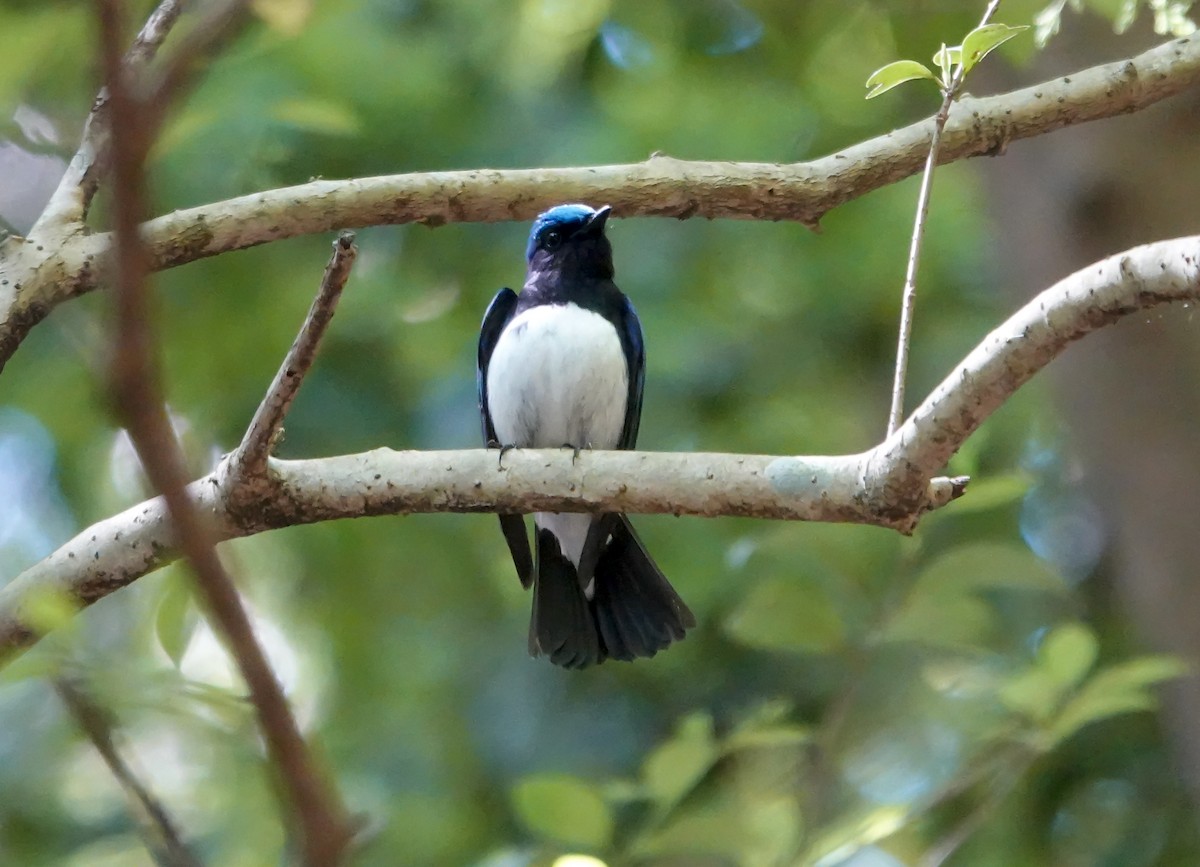 Blue-and-white Flycatcher - ML444301951