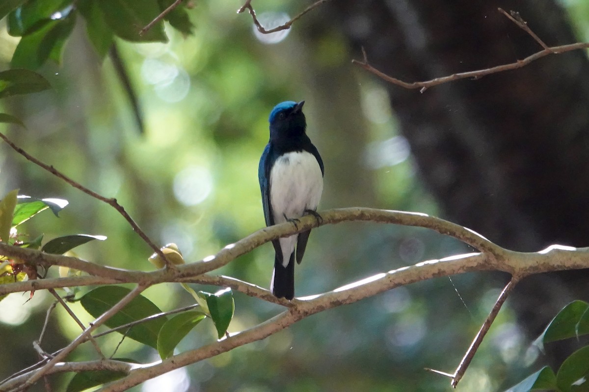 Blue-and-white Flycatcher - ML444301971