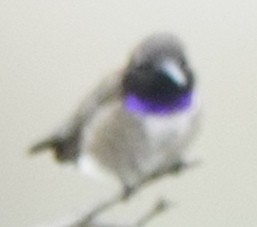 Black-chinned Hummingbird - ML444305291