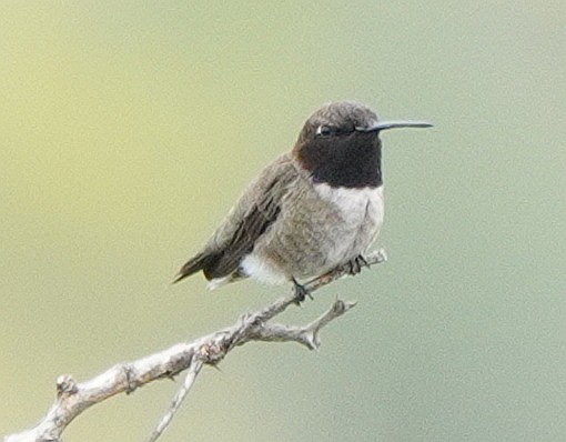 Black-chinned Hummingbird - ML444305301