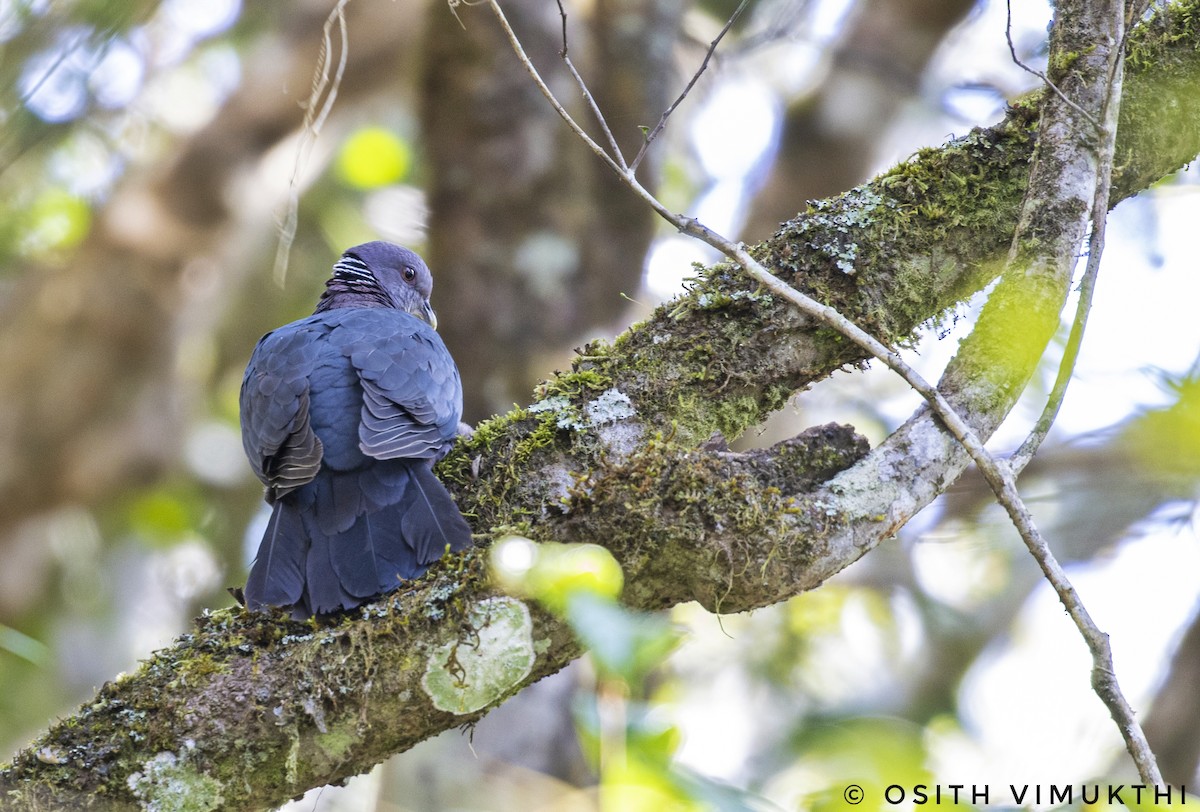 Sri Lanka Wood-Pigeon - ML444306291