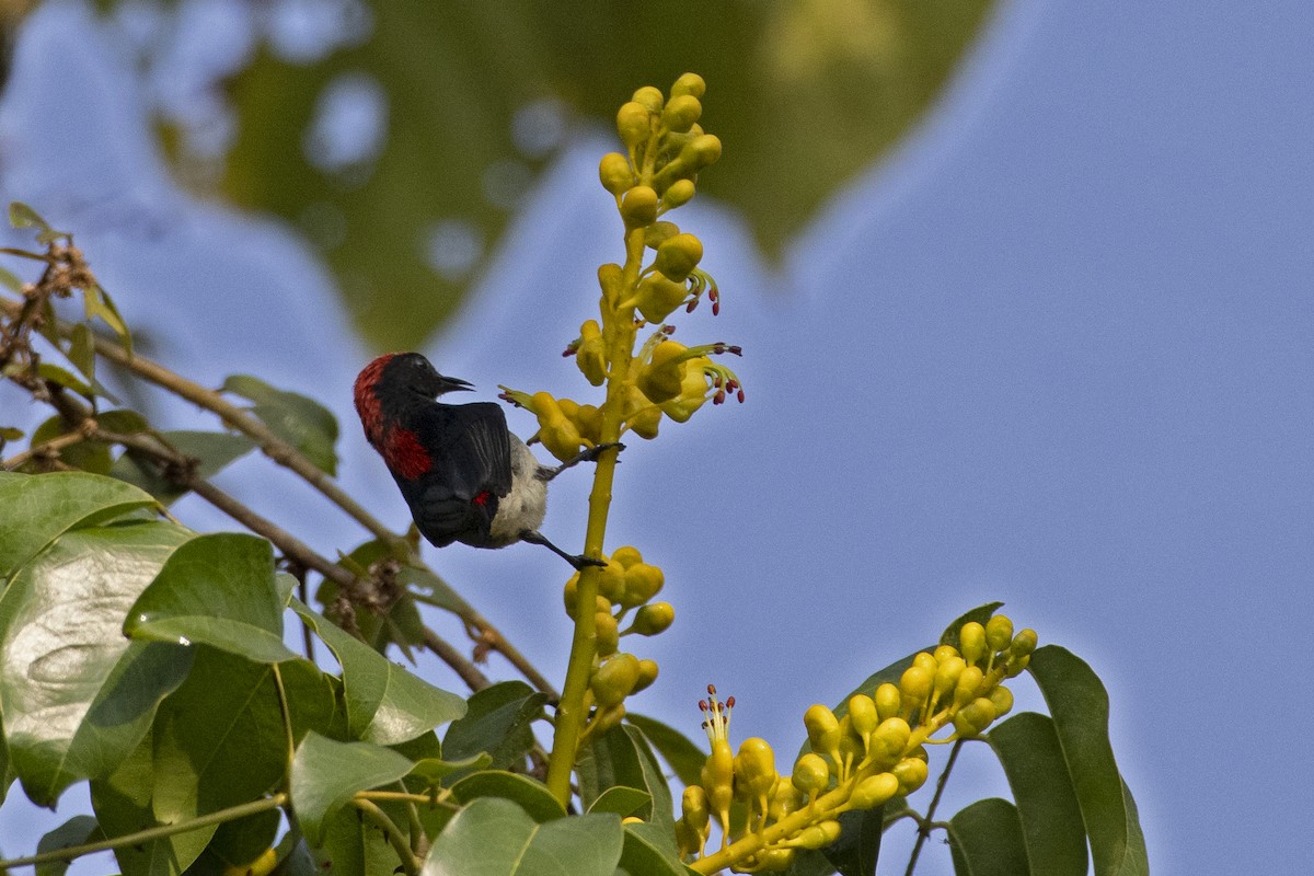 Scarlet-backed Flowerpecker - ML444307411