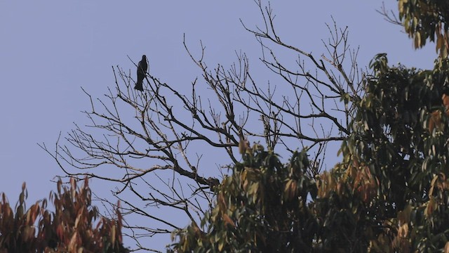 Square-tailed Drongo-Cuckoo - ML444310881