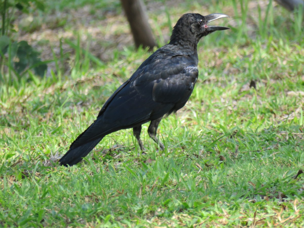 Large-billed Crow - ML444312781