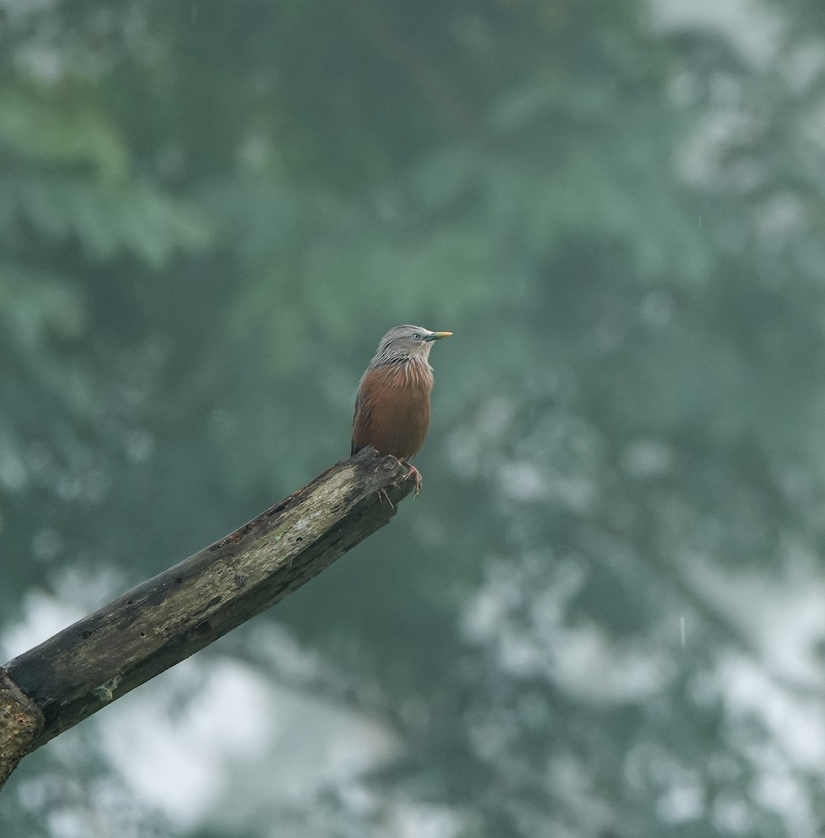 Chestnut-tailed Starling - ML444313461