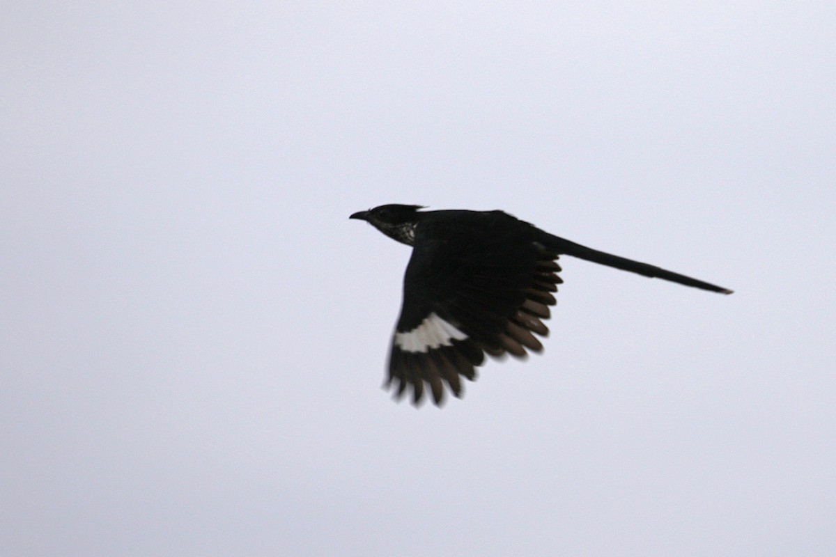 Levaillant's Cuckoo - Charley Hesse TROPICAL BIRDING