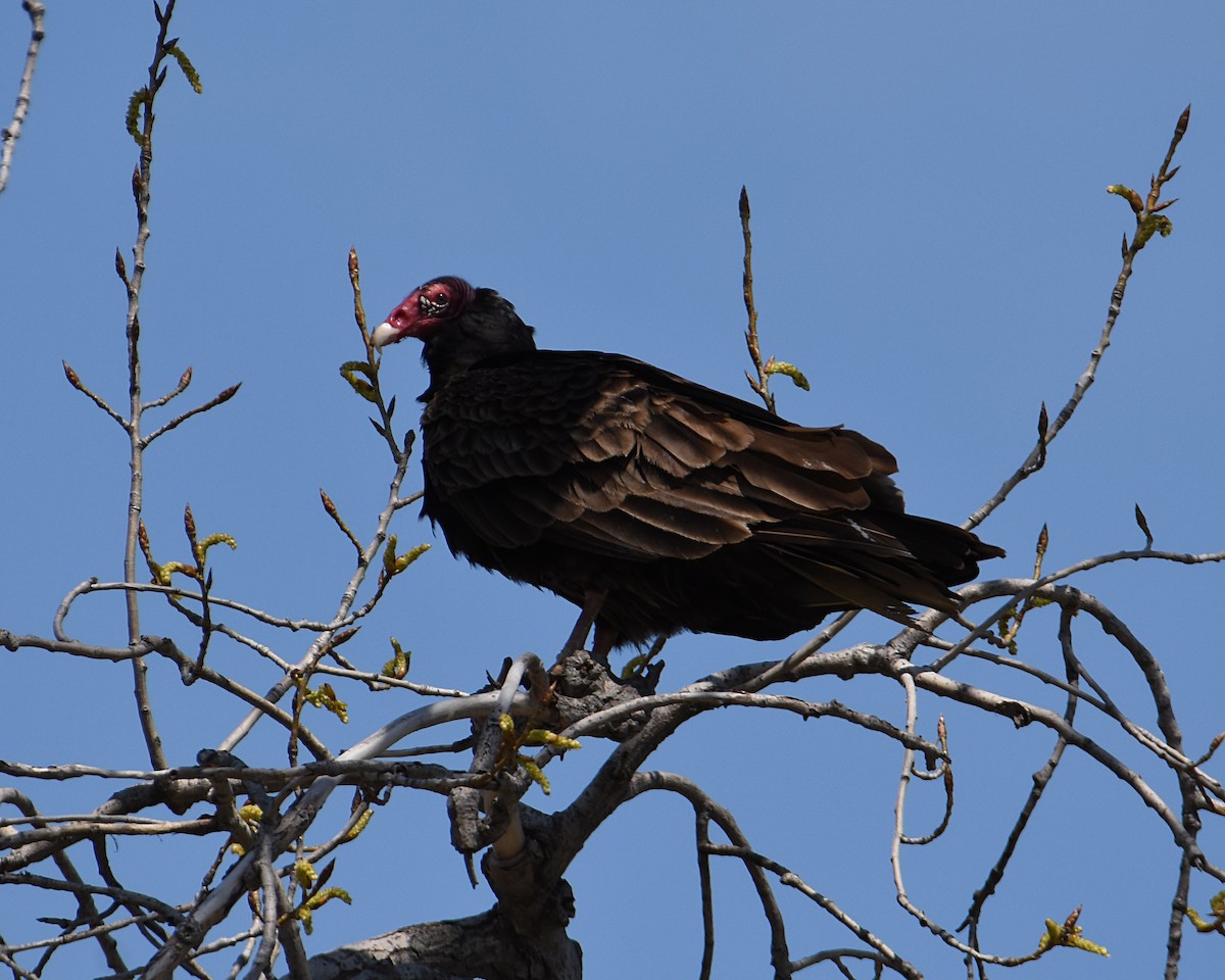 Turkey Vulture - Brian Hicks